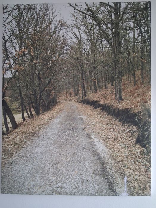 Quadro,motivos outono e caminho vida