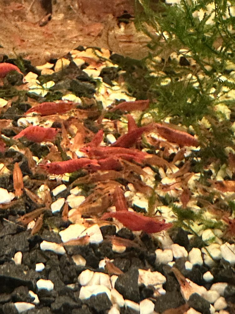 Krewetki neocaridina red cherry