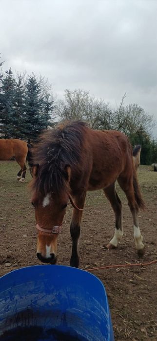 Sprzedam kuce walijskie- redukcja stada