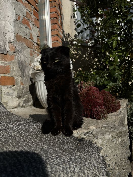 Кошенята дівчатка в добрі руки