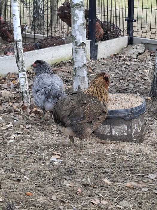 Araucany bezogoniaste kury koguty