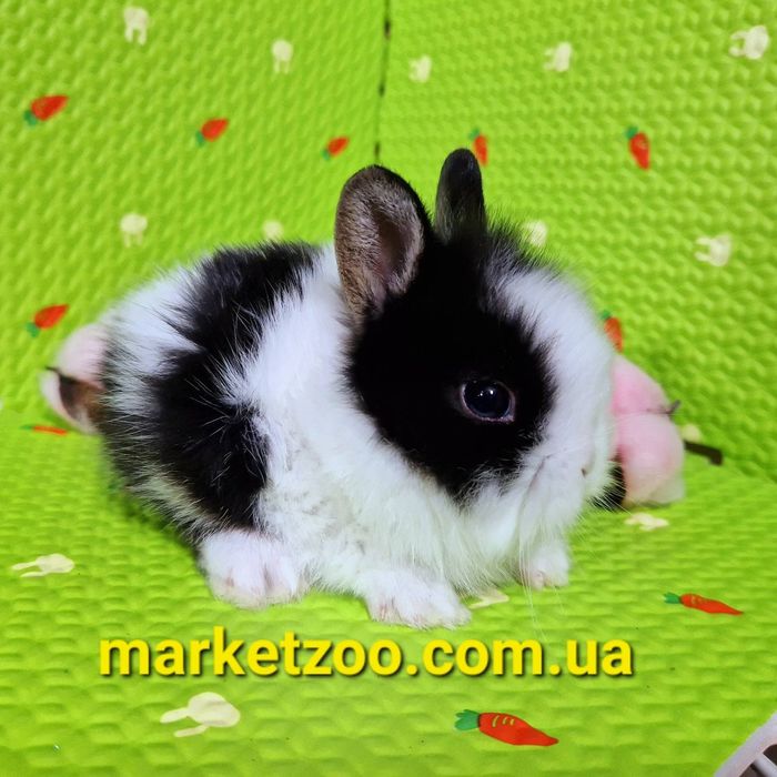 Миниатюрный львиноголовый малышь