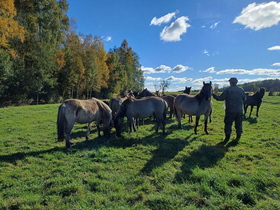 Sprzedam klacze konika polskiego