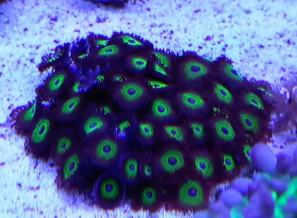 Кораллы для Морского аквариума!