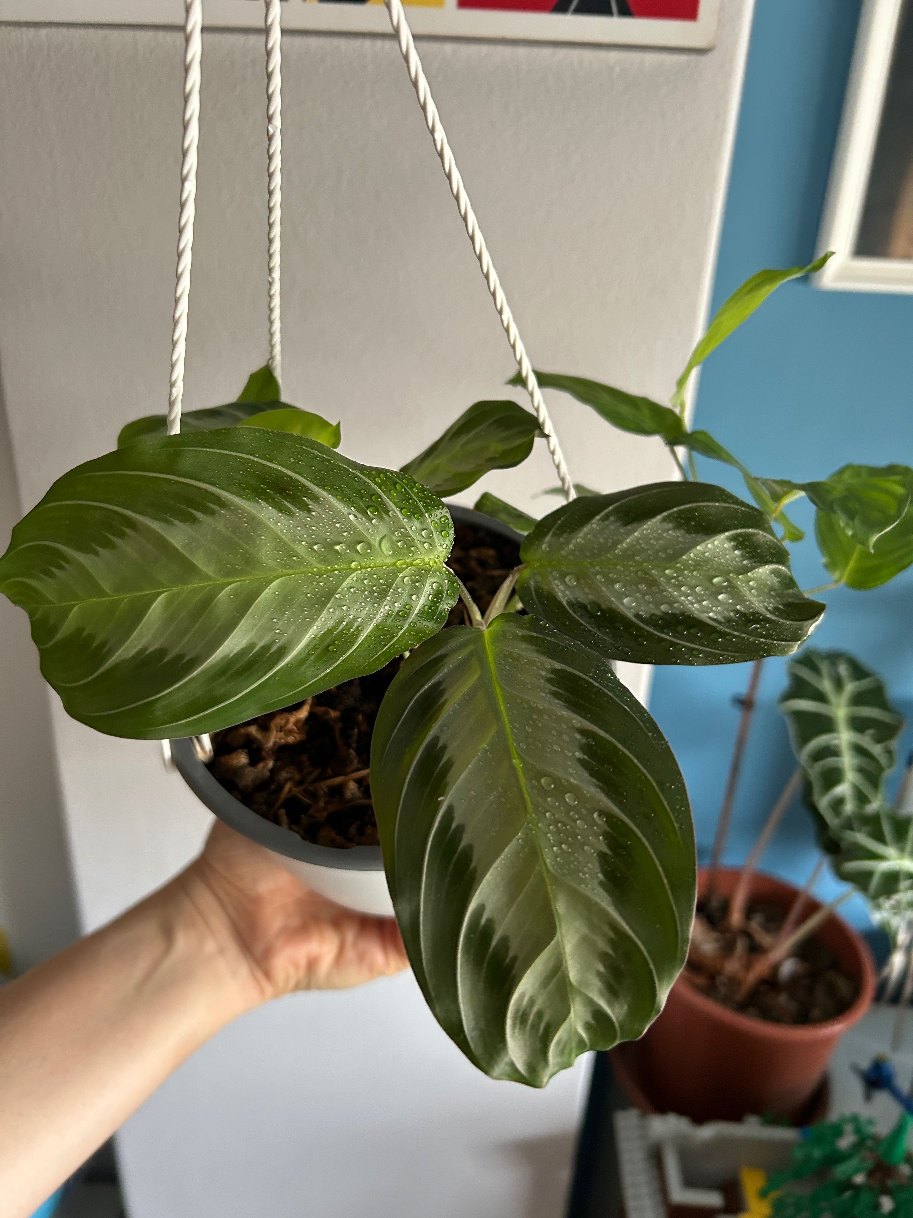 Planta Maranta Silver Band