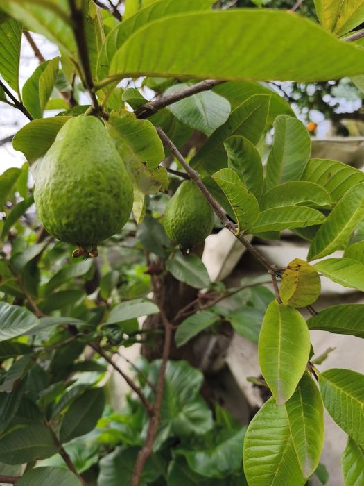 Árvores frutíferas exóticas e tropicais
