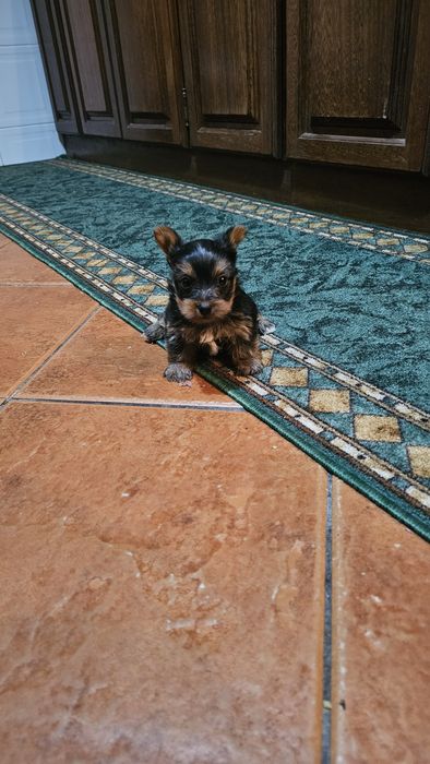 Yorkhire terrier macho