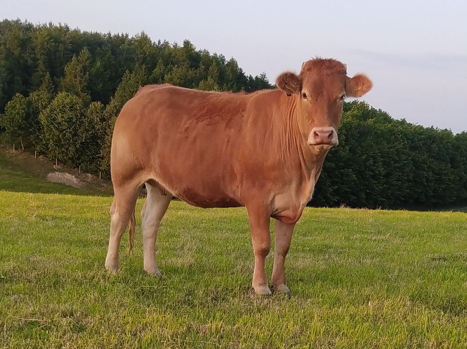 Jałówki LIMOUSIN   - Cielne