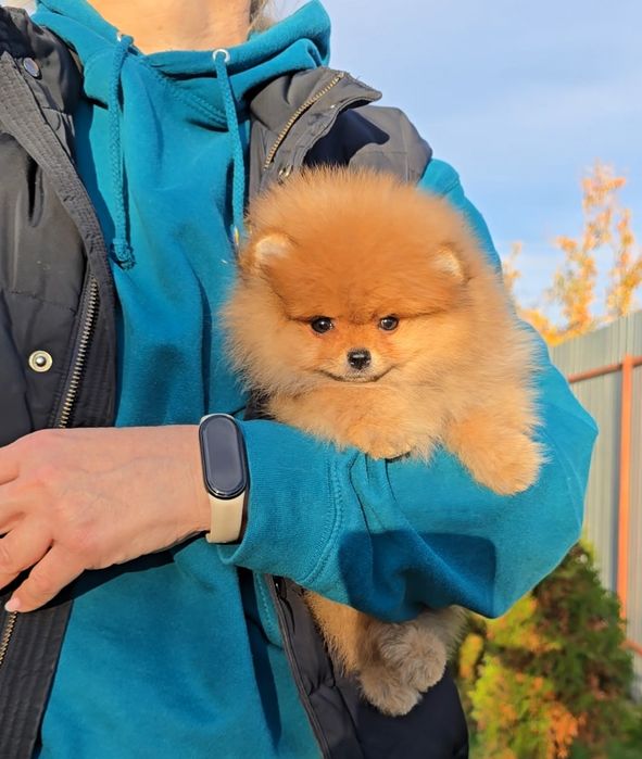 Солоденькі ведмедики.