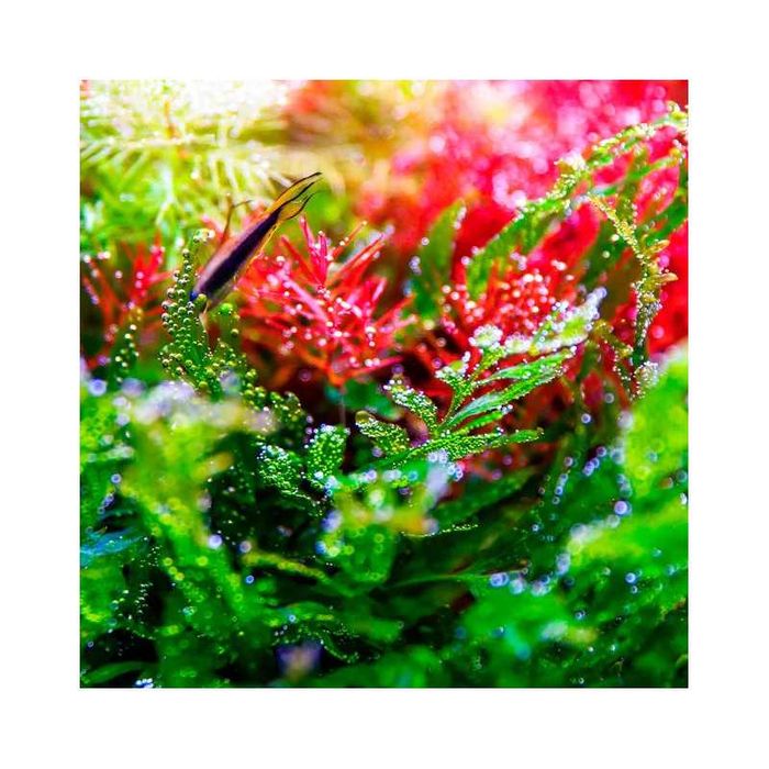 Luz para aquário Twinstar Light V