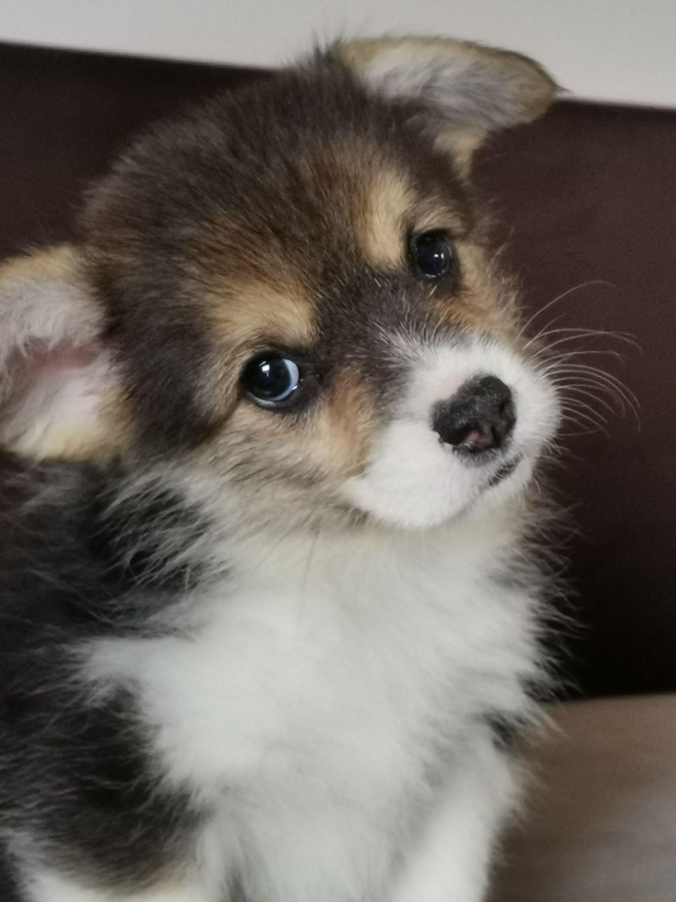 Welsh  Corgi Pembroke