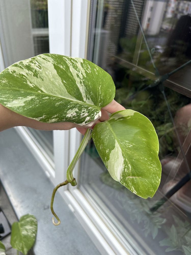 Kolekcjonerska Monstera Albo Variegata szczyt