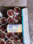 Starter zapłonnik świetlówki Philips S12   115/140 W