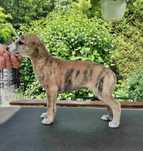 Piesek Whippet ZKwP / FCI