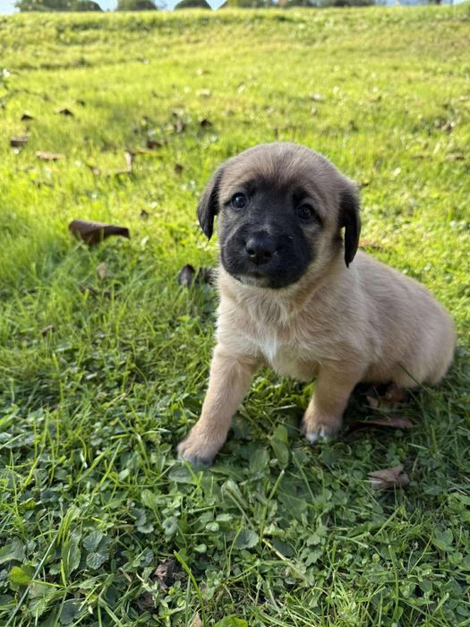 oddam - szczeniak szuka domu