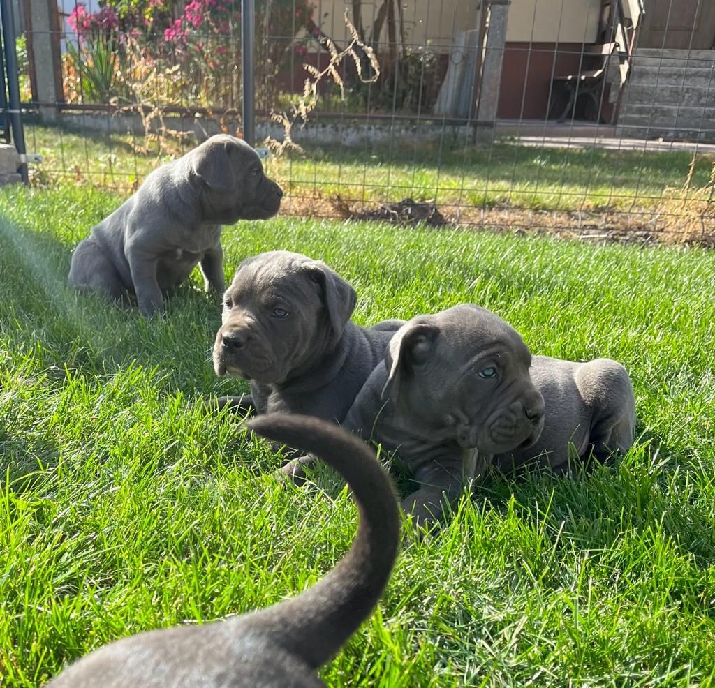 Cane Corso mocny pies