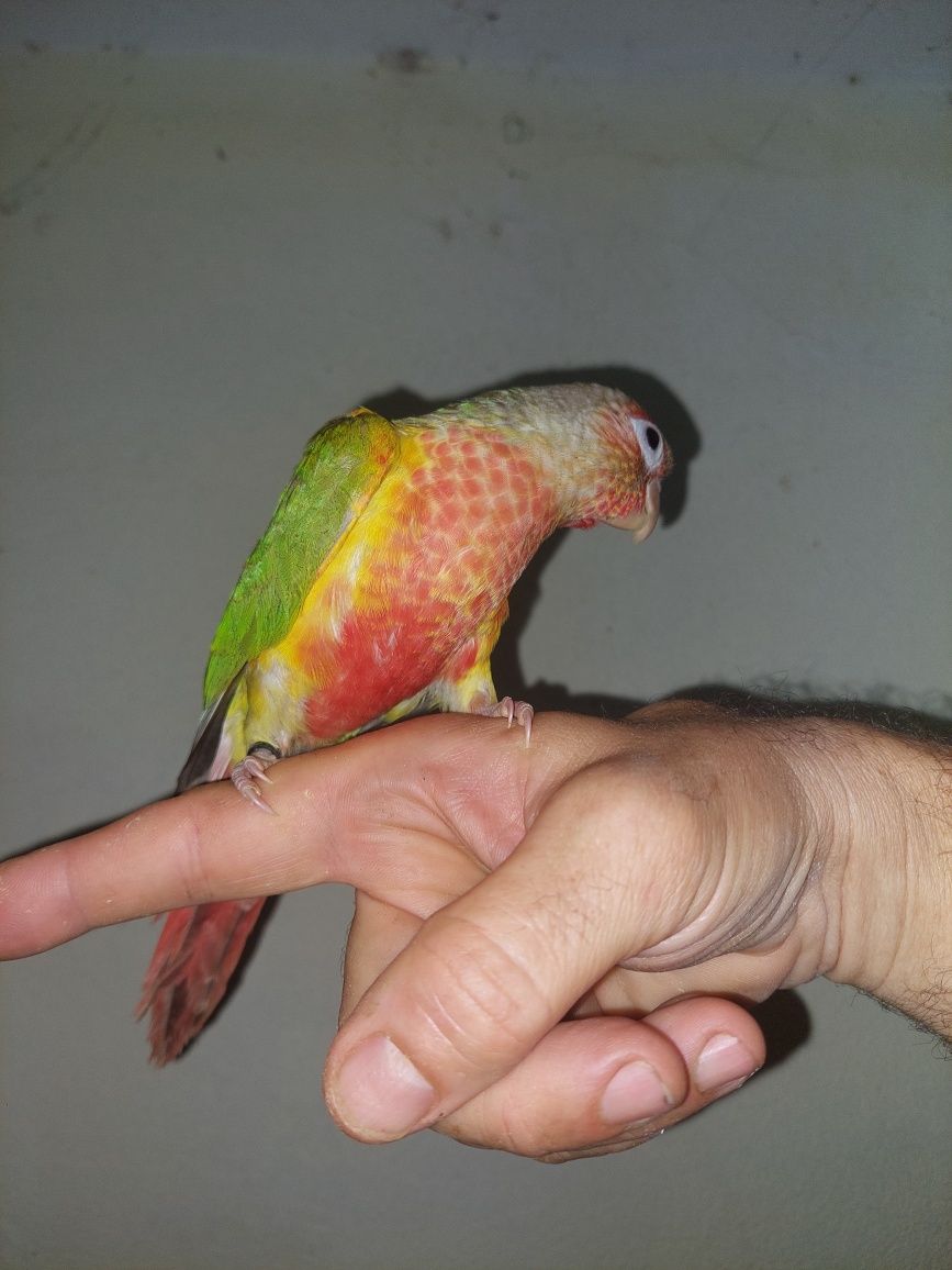 Pyrrhura Domesticado