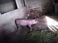 Porcos caseiro 55 kg
