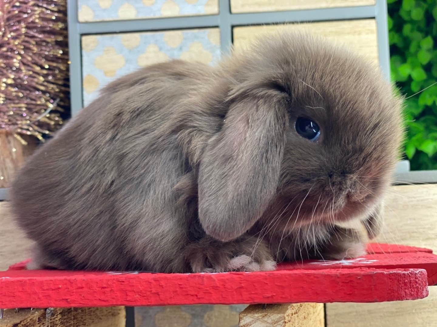 Mini lop z odbiorem na 20.12 króliczki mini lopy dowóz