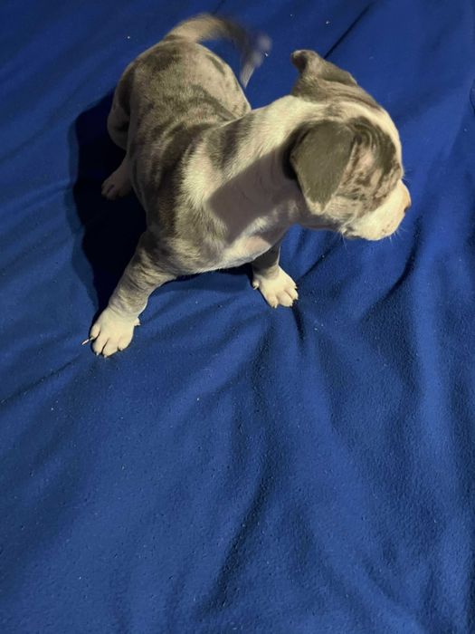 Amstaff piękny samiec