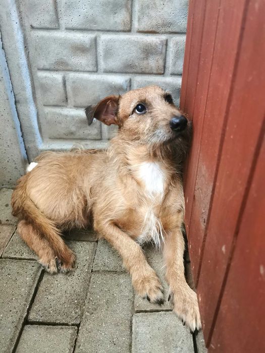 Kraft – nieduży piesek w wielkim strachu czeka na wybawienie