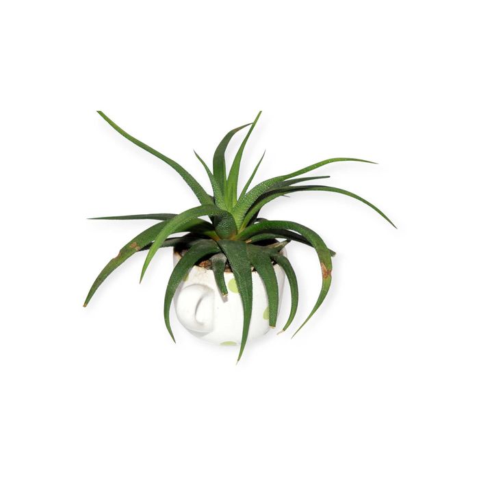 Хавортія суккулент