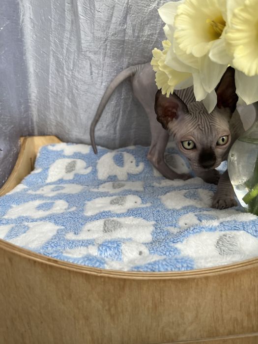 Канадський Сфінкс