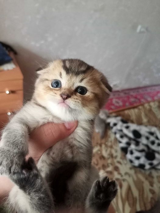 БРОНЬ на котят - шотландские вислоухие