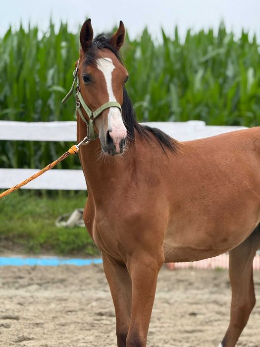 Sprzedam rocznego wałacha