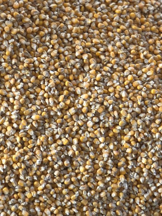 Kukurydza sucha workowana