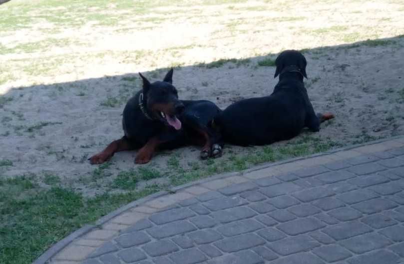 Doberman grubej budowy