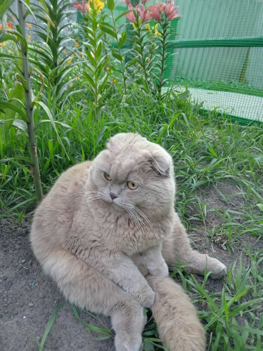 Бабаи. Ищем  котика лиловый вислоухий