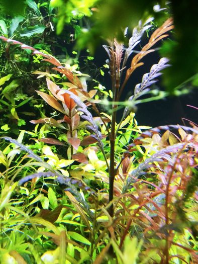 Nawóz dla roślin akwariowych- KULKI