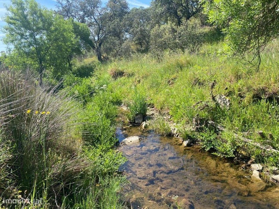 Terreno rústico com 11.800m2 a 10 minutos de Elvas