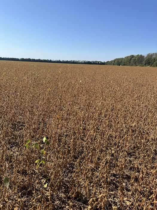 Високоврожайний сорт сої Drem. Перша репродукція