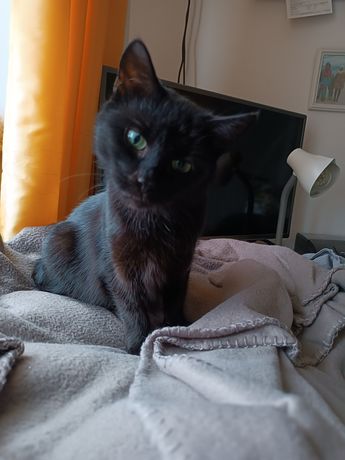 Czarna kotka zaszczepiona i wysterylizowana szuka domu