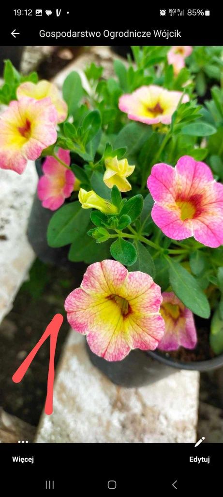 Calibrachoa kameleonki