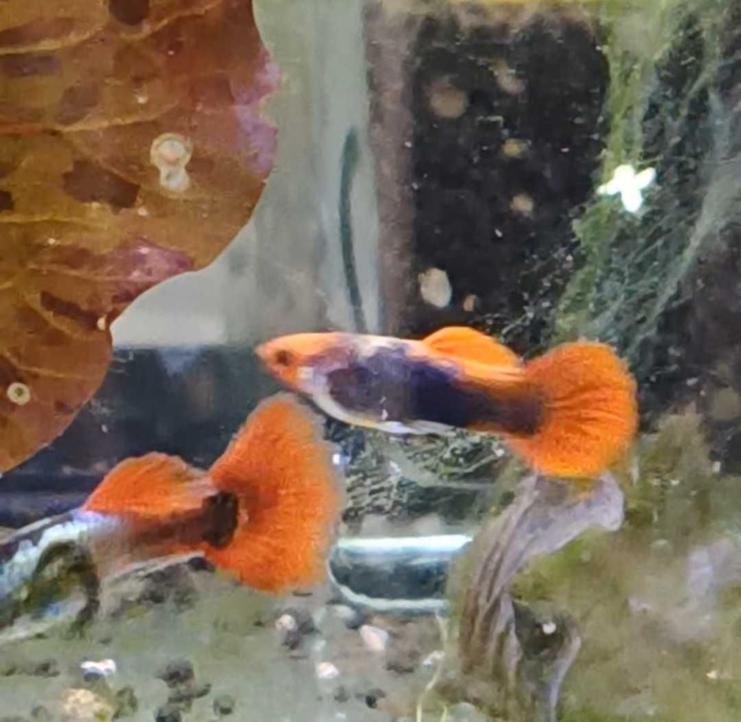 Guppys de linhagem criação própria