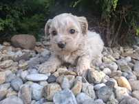 Piesek malutki xs maltipoo pudel miniaturowy maltańczyk