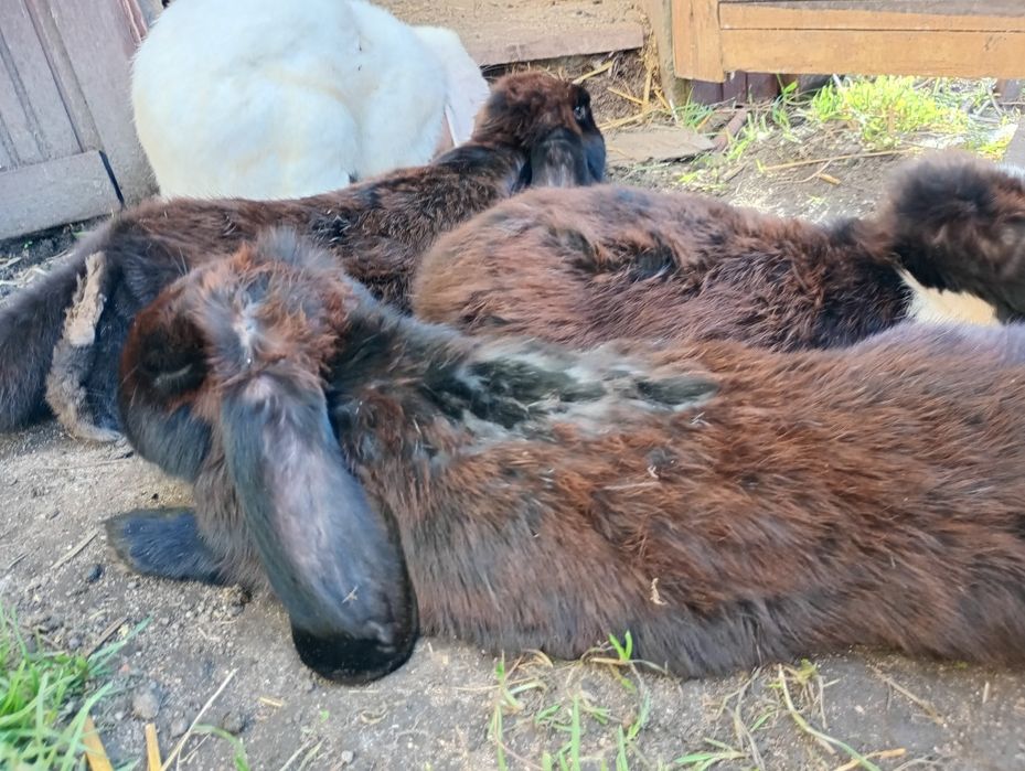 Barany francuskie królik