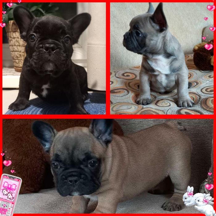 Веселі бульдожата