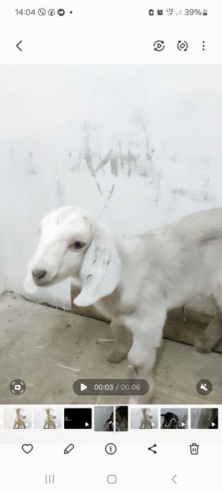 Продам англонубийского 100% козлика