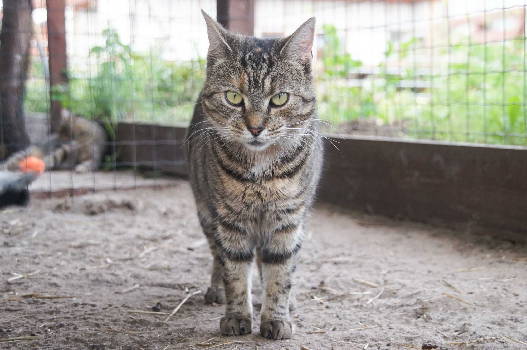 Afera- szarobura kotka do adopcji