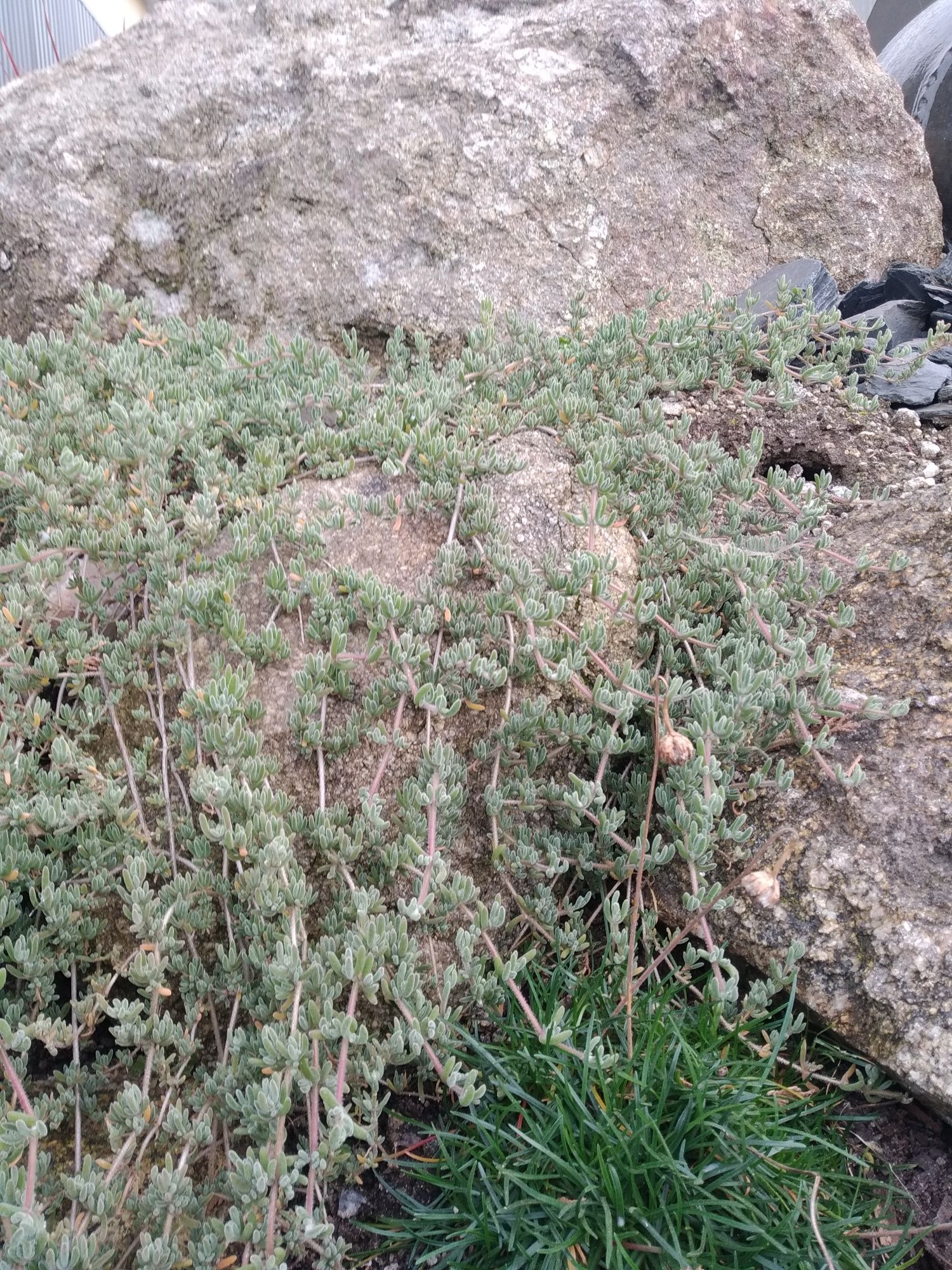 Cobertura planta bago de arroz