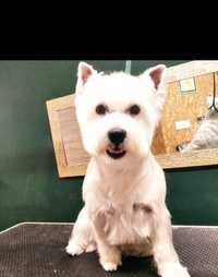 West Highland White Terrier Reproduktor Westie