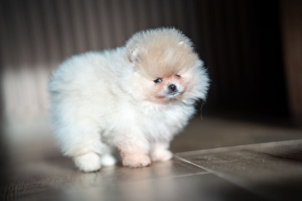 Szpic miniaturowy pomeranian