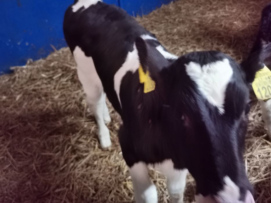 Cielaki Byczki tanio