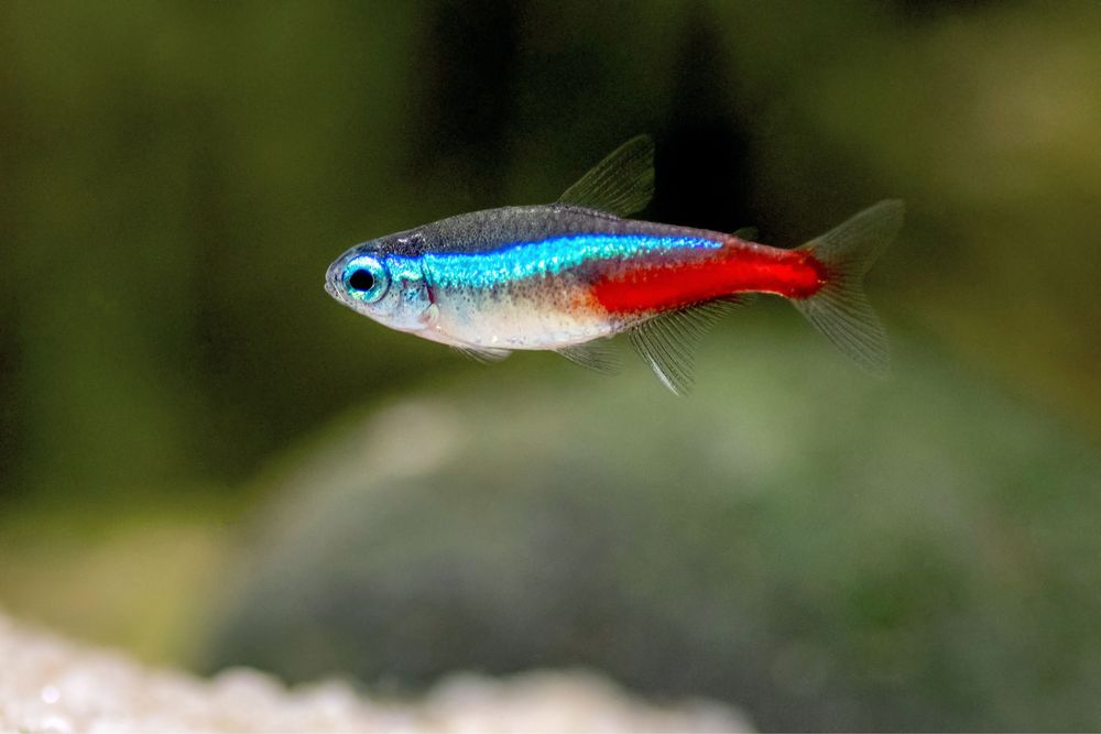 Tetra Neon 2/ 3 cm