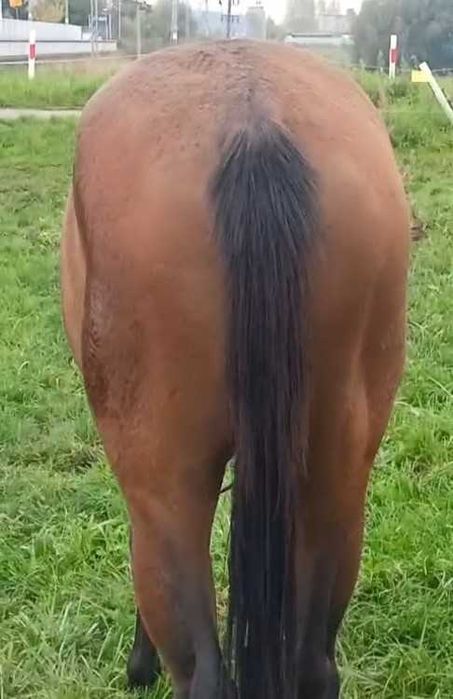 Sprzedam łagodnego ogiera pełnej krwi angielskiej z dobrym ruchem