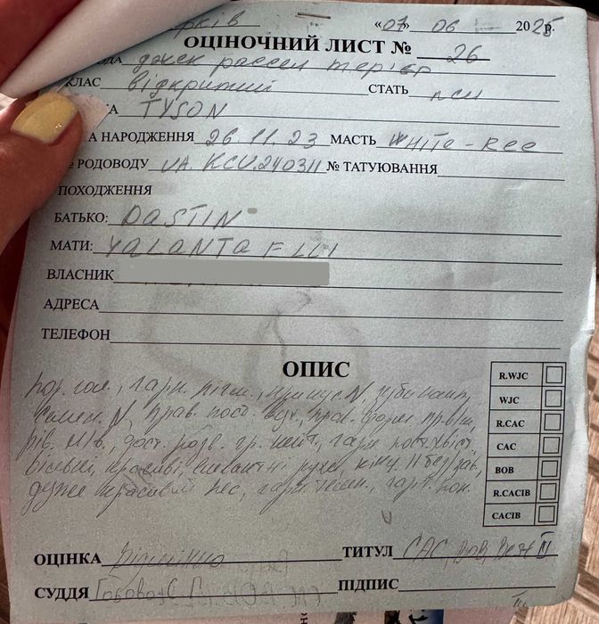 Вязка Джек Рассел. Кобель